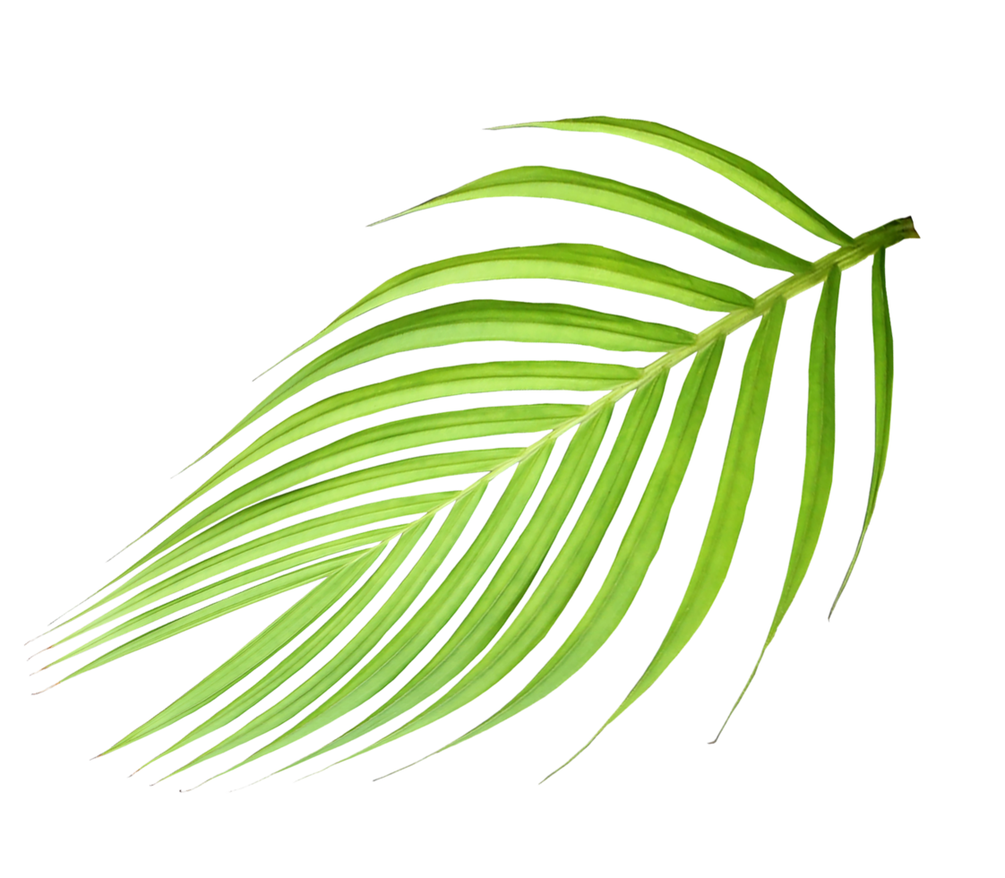 green leaf of palm tree isolated on transparent background png file