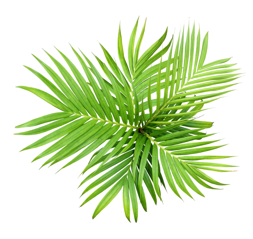 green leaf of palm tree isolated on transparent background png file