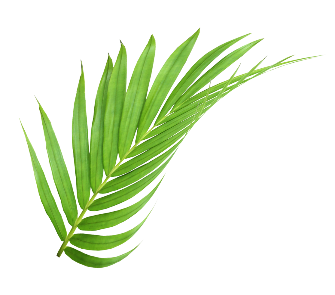 green leaf of palm tree on transparent background png file 9306540 PNG