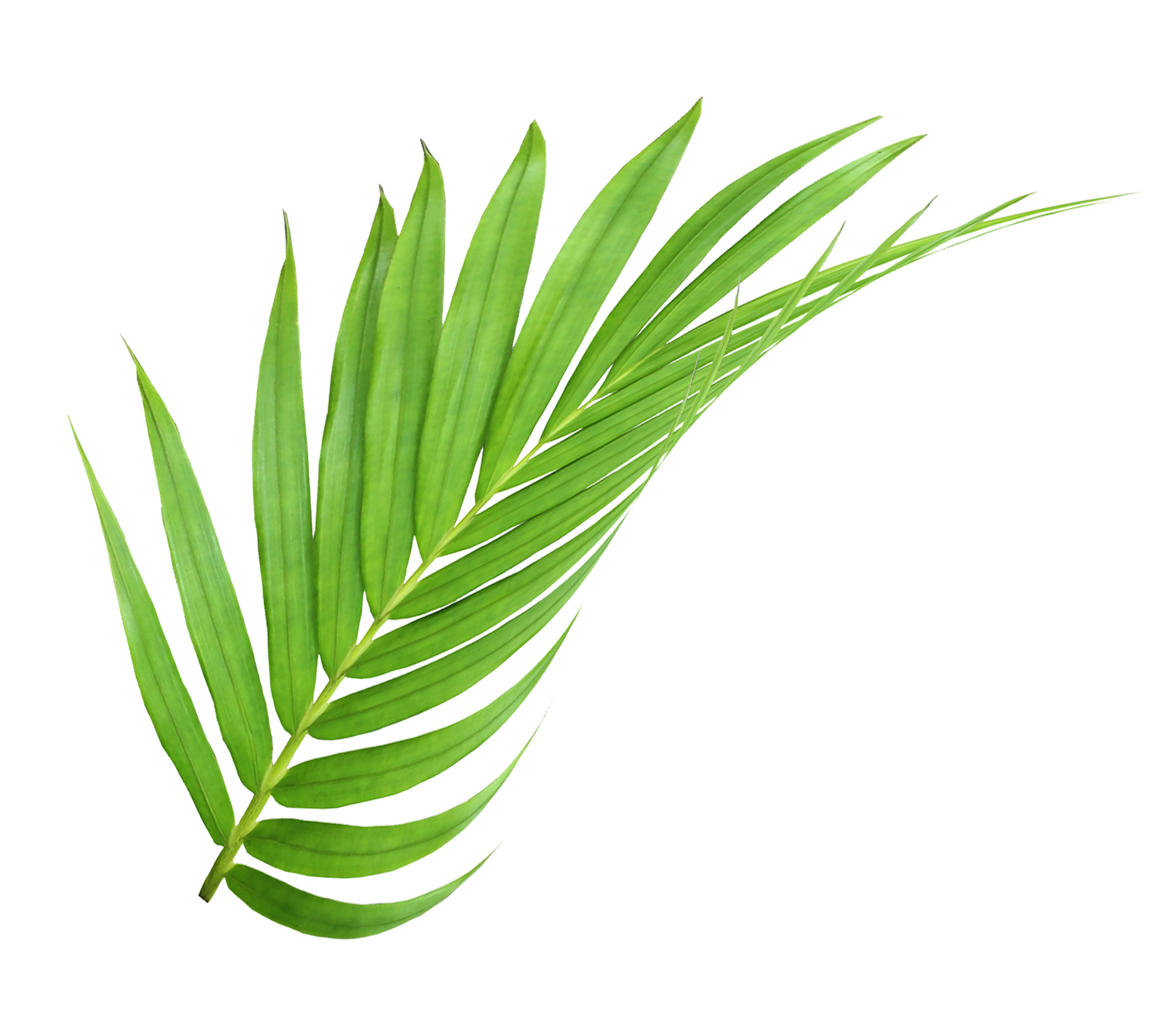 Green leaf of palm tree isolated on transparent background png file