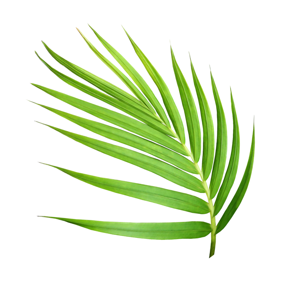 green leaf of palm tree isolated on transparent background png file