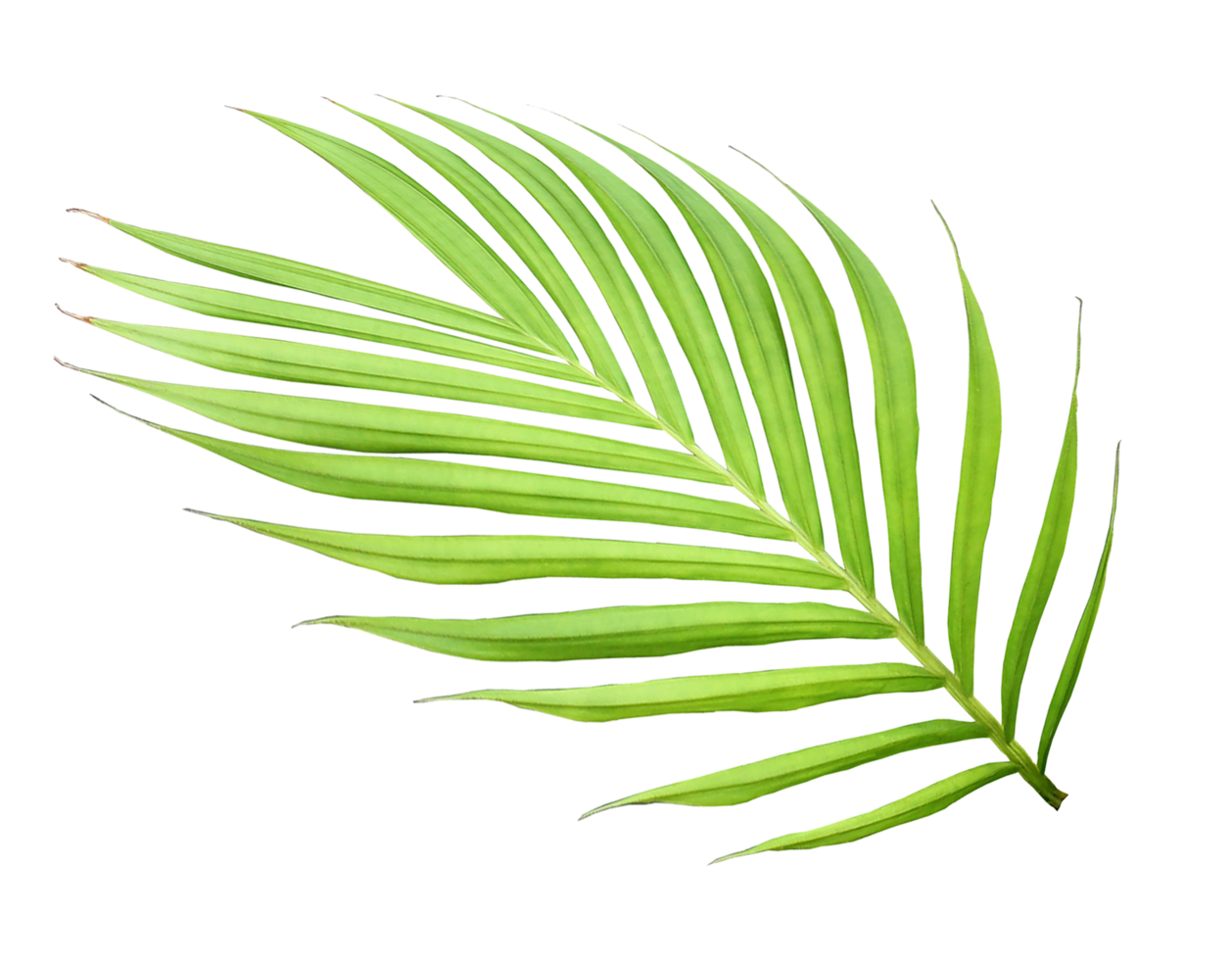 green leaf of palm tree isolated on transparent background png file