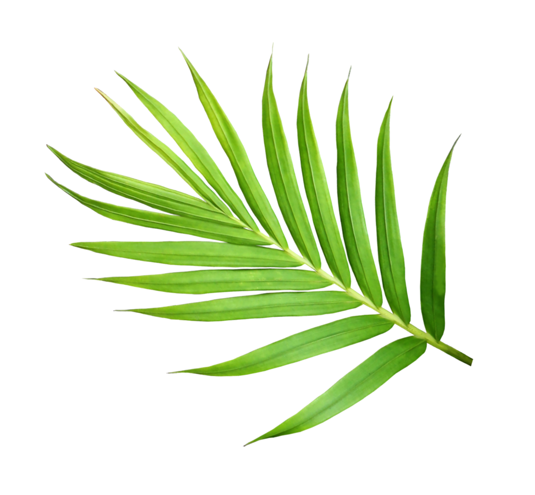 green leaf of palm tree isolated on transparent background png file