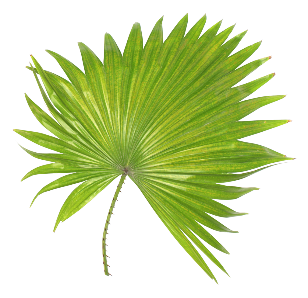 green leaf of palm tree isolated on transparent background png file