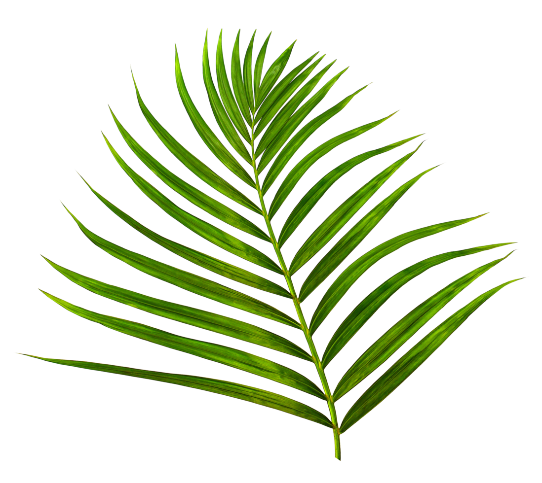 Green leaf of palm tree on transparent background png file