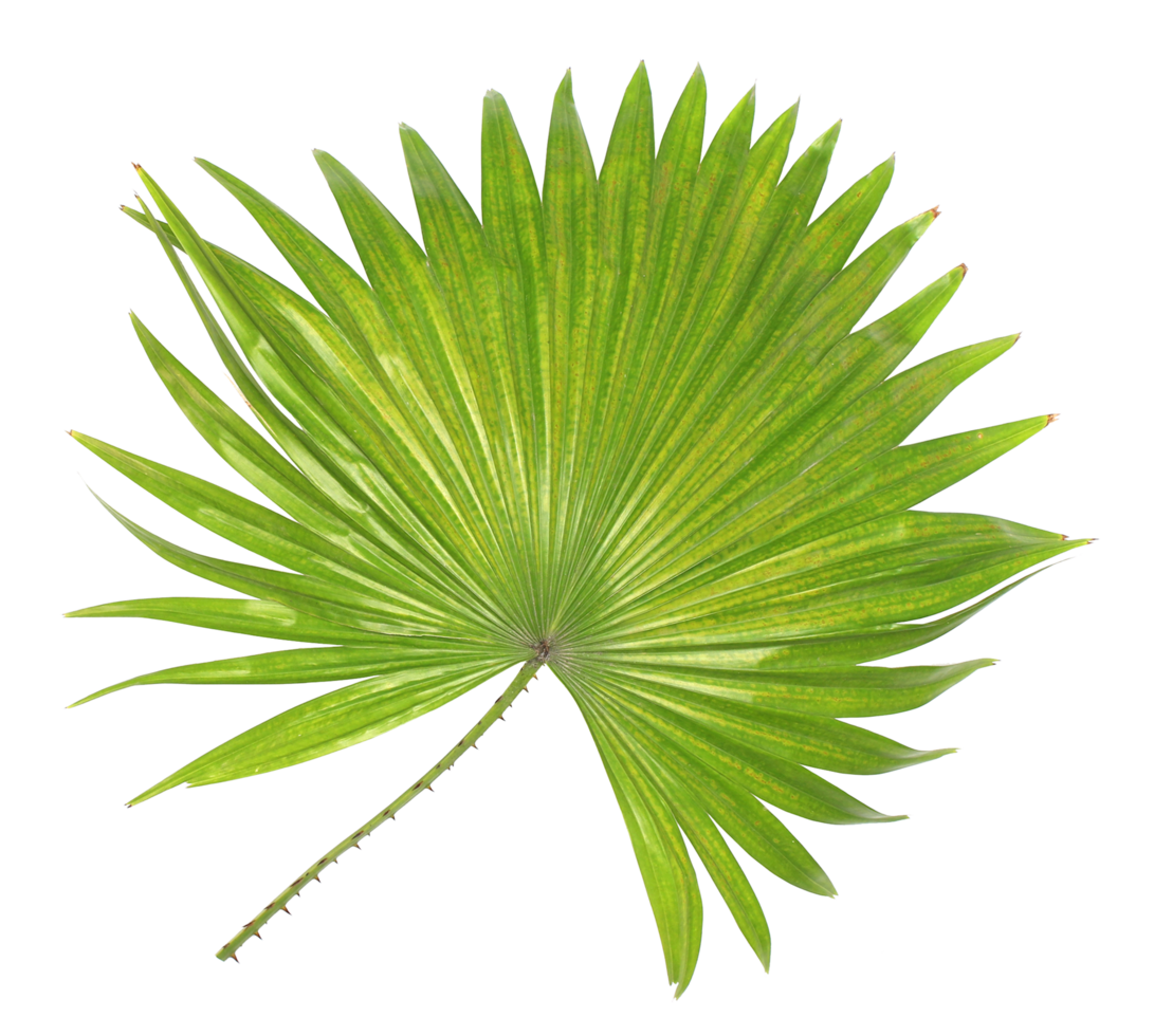 green leaf of palm tree isolated on transparent background png file