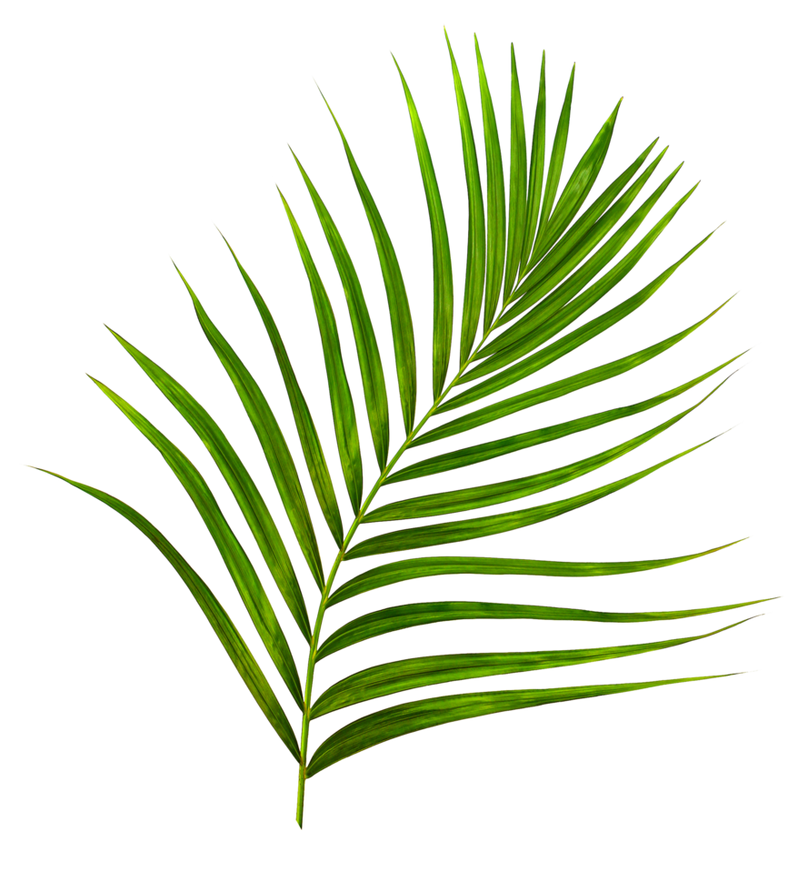 Green leaf of palm tree on transparent background png file