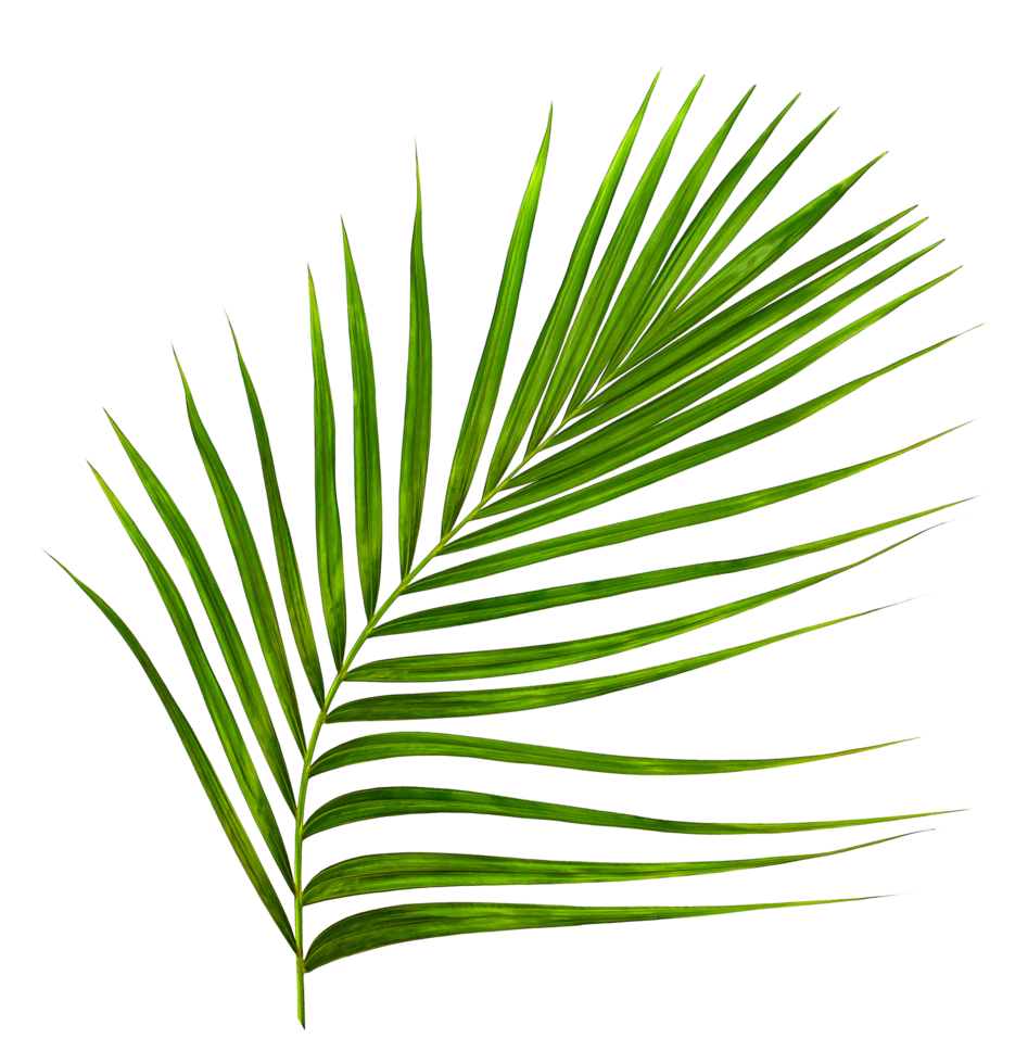 Hoja verde de palmera sobre fondo blanco. png