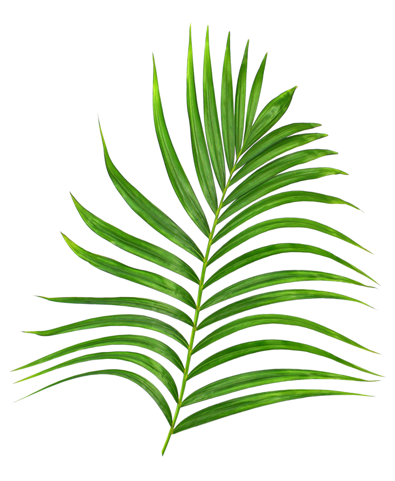 Green leaf of palm tree on transparent background png file