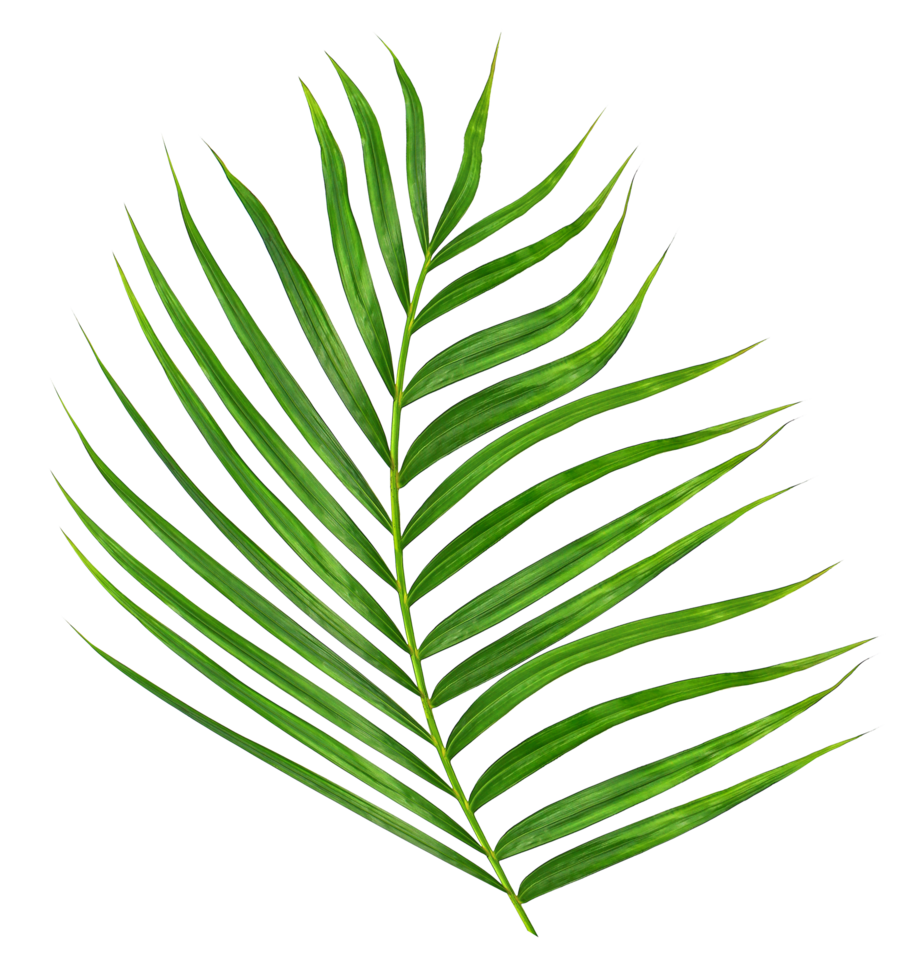 Green leaf of palm tree on transparent background png file