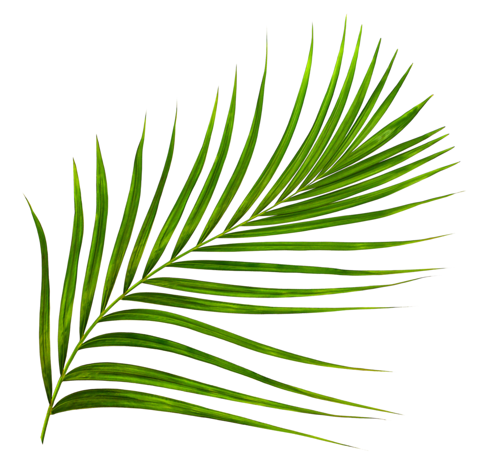 Green leaf of palm tree on transparent background png file