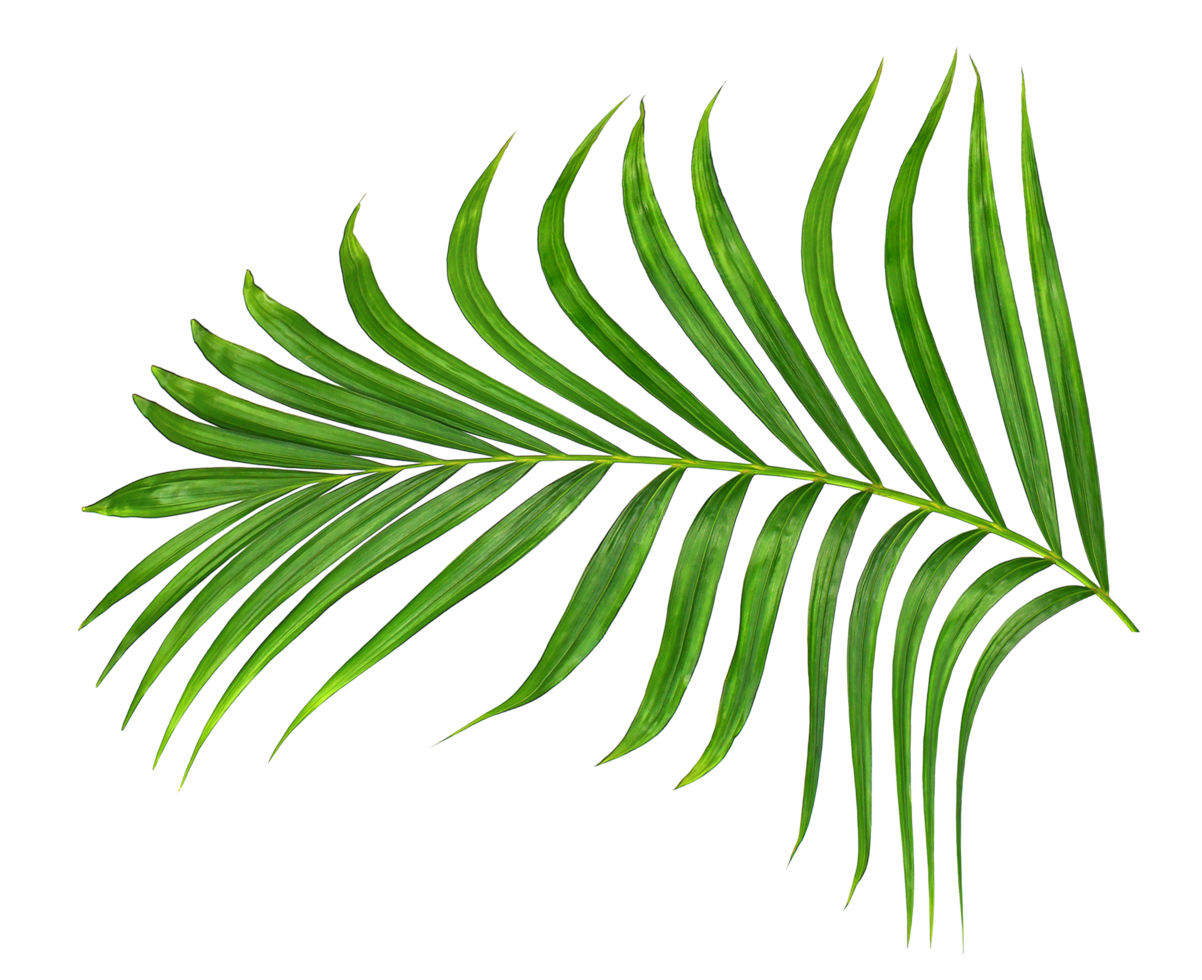 Green leaf of palm tree on transparent background png file