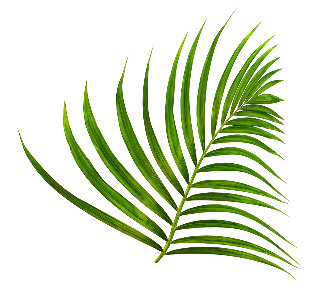 Green leaf of palm tree on transparent background png file