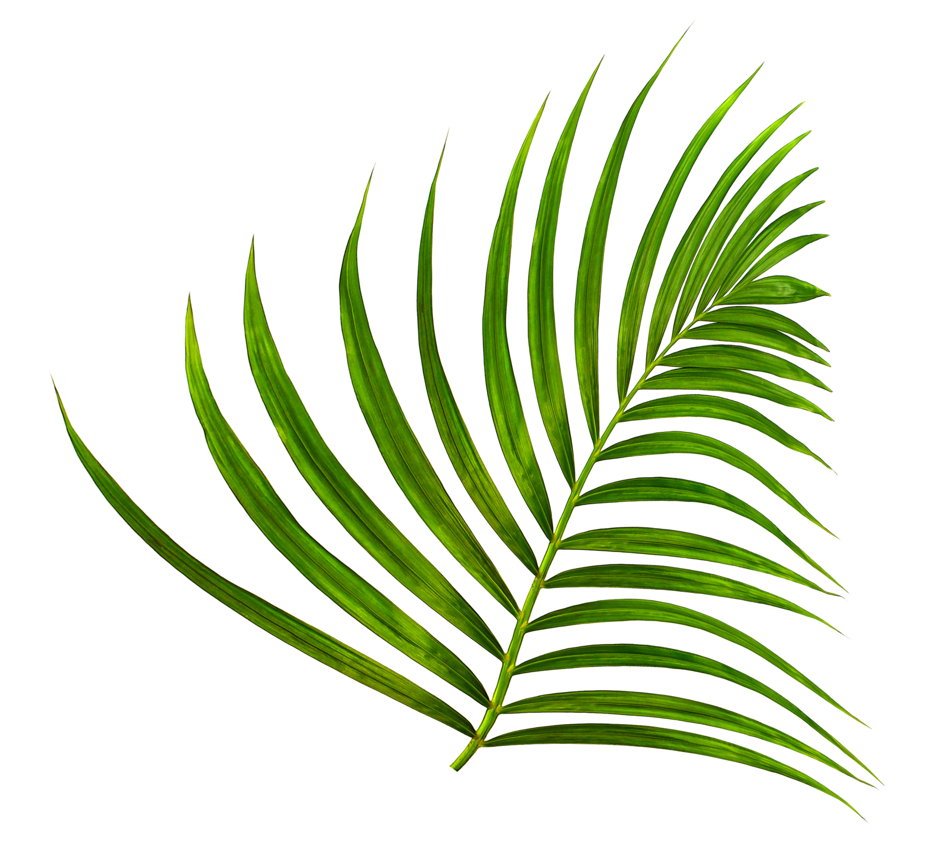 Green leaf of palm tree on transparent background png file 9887405