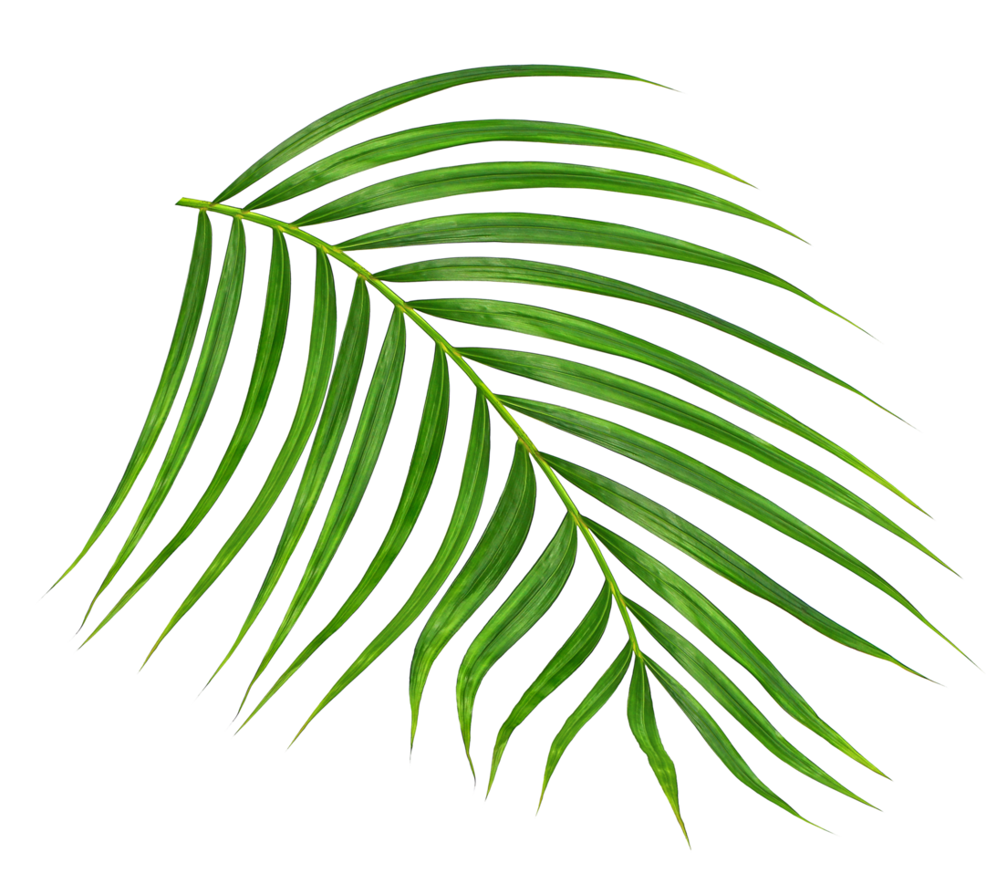 Green leaf of palm tree on transparent background png file