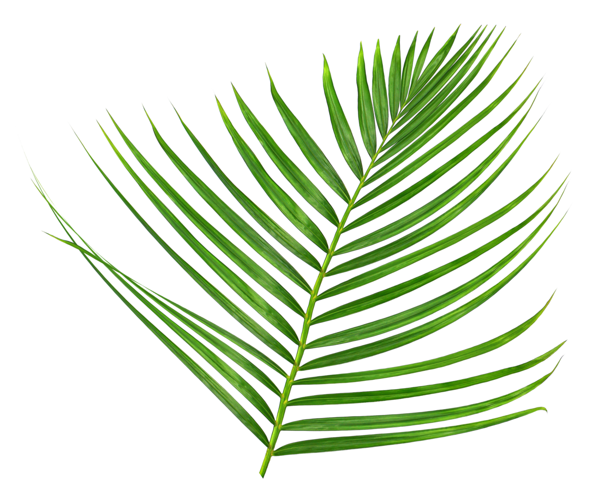 Green leaf of palm tree on transparent background png file