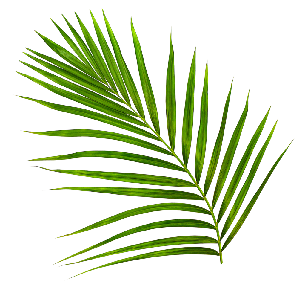 Green leaf of palm tree on transparent background png file