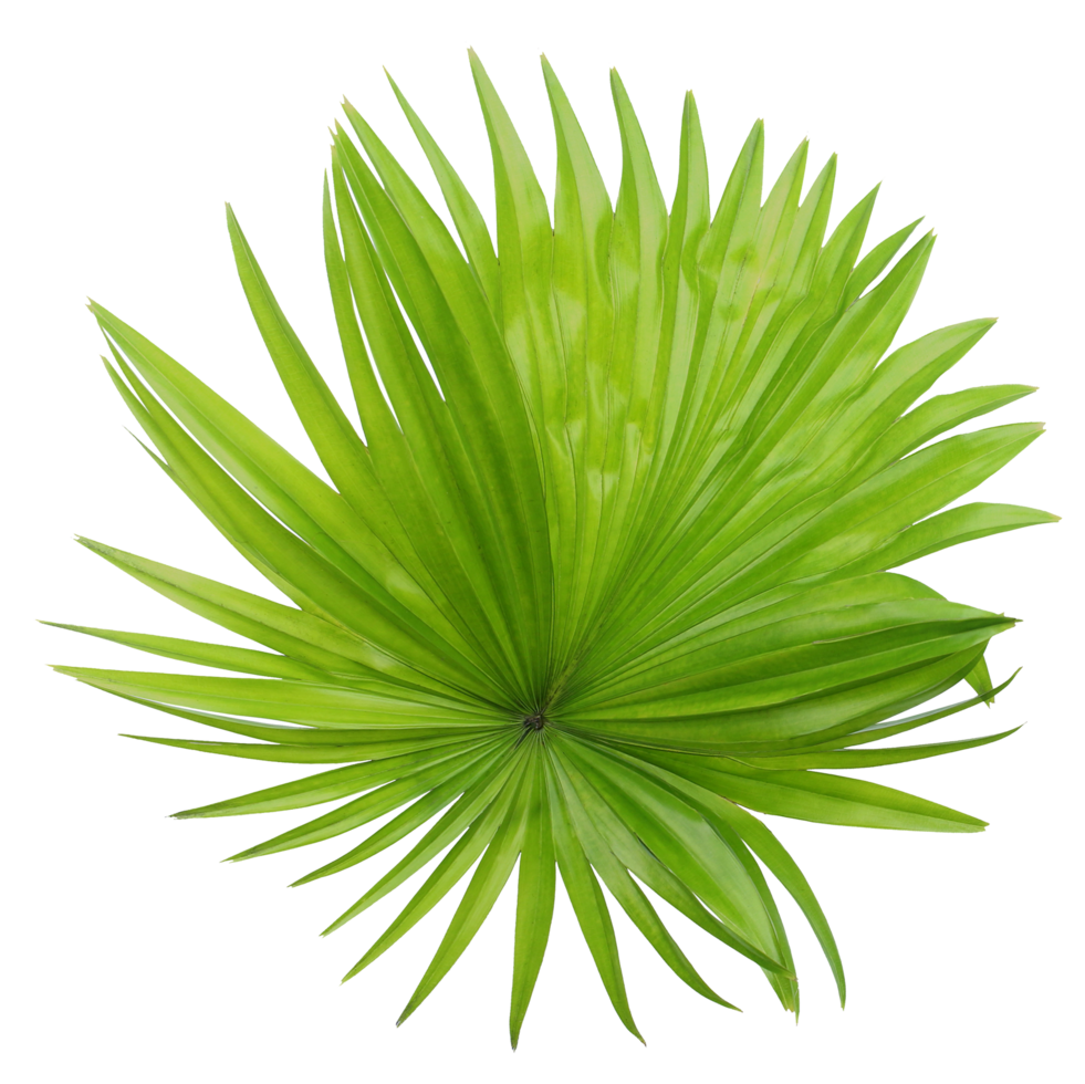 green leaf of palm tree isolated on transparent background png file