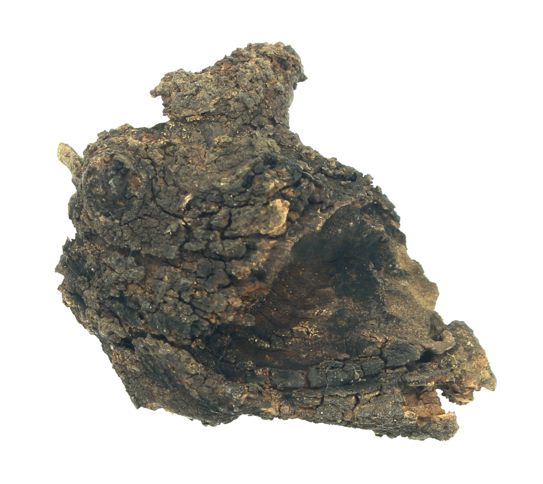 log wood isolate on transparent background png file