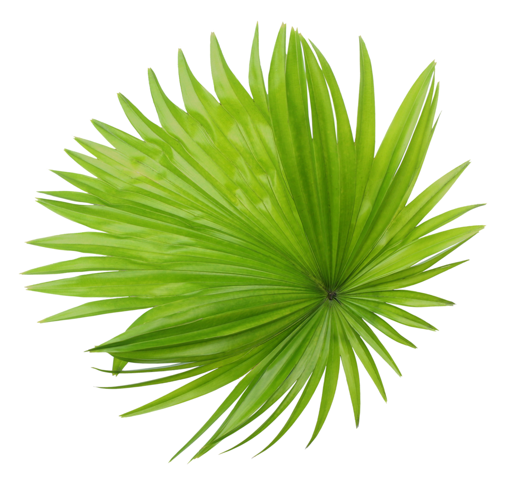 green leaf of palm tree isolated on transparent background png file