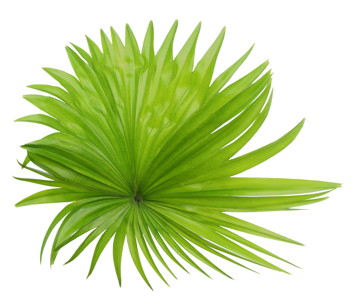 green leaf of palm tree isolated on transparent background png file
