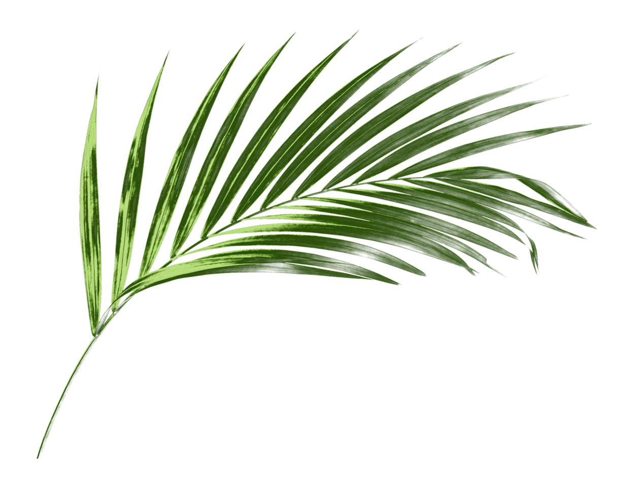 green palm leaf isolate on transparent background png file