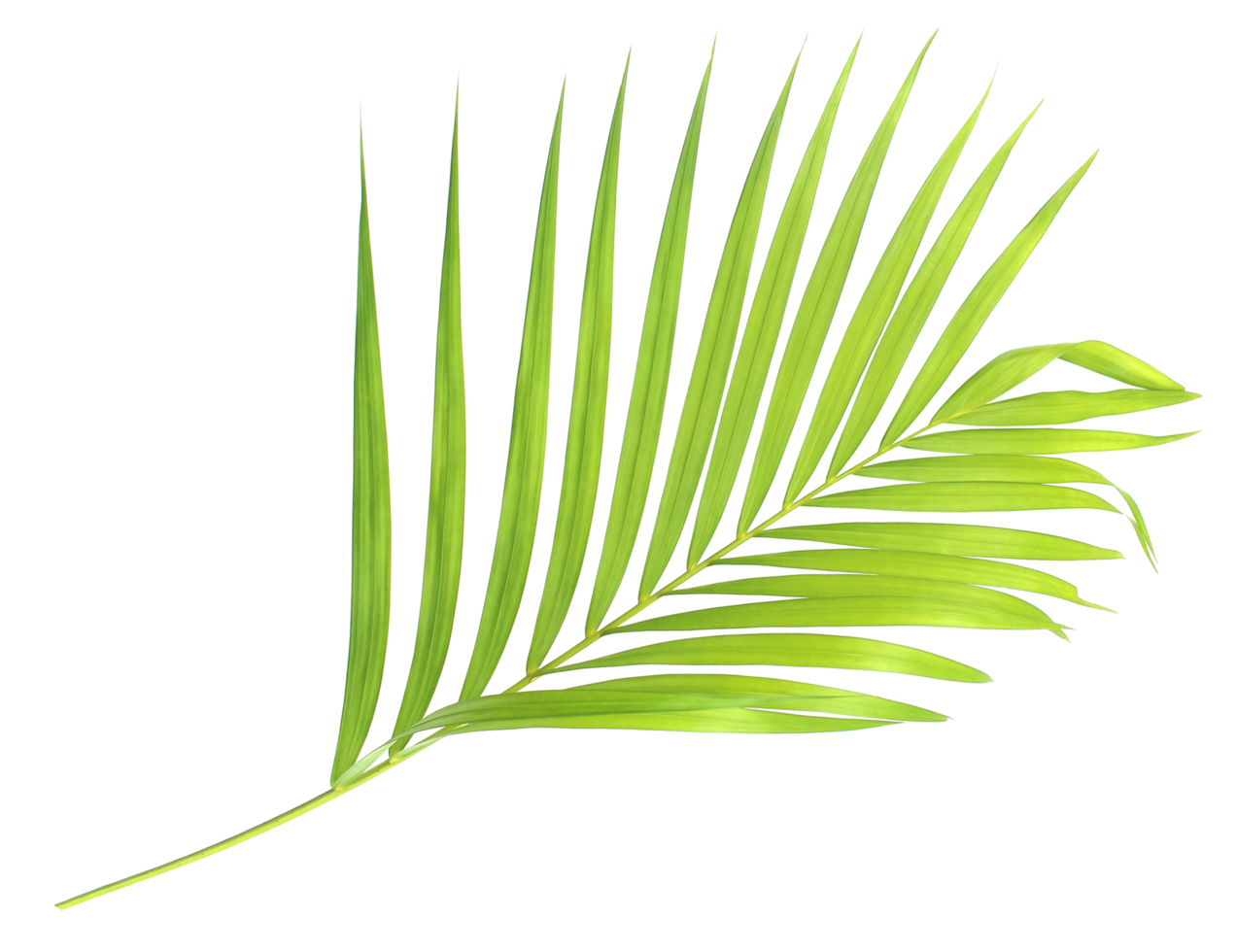 green palm leaf isolate on transparent background png file