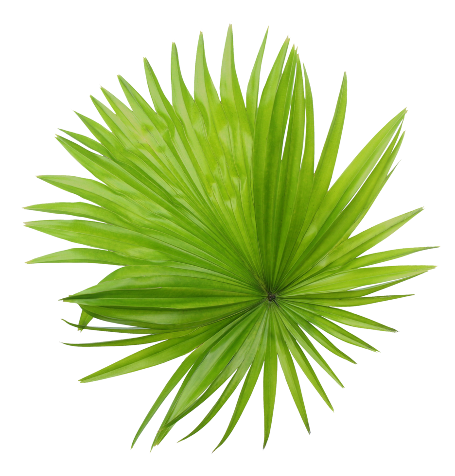 green leaf of palm tree isolated on transparent background png file