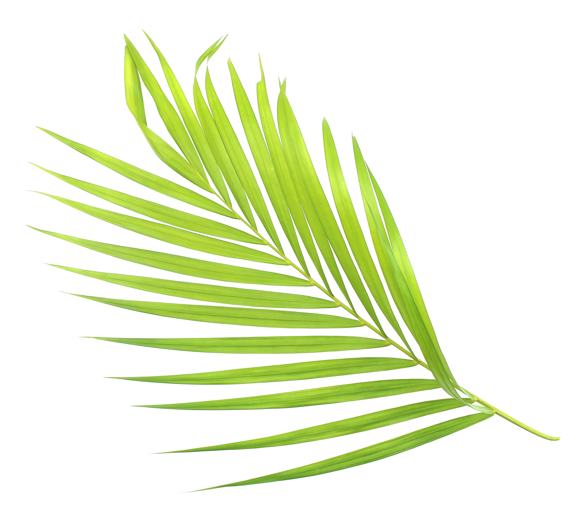 green palm leaf isolate on transparent background png file 9887424 PNG