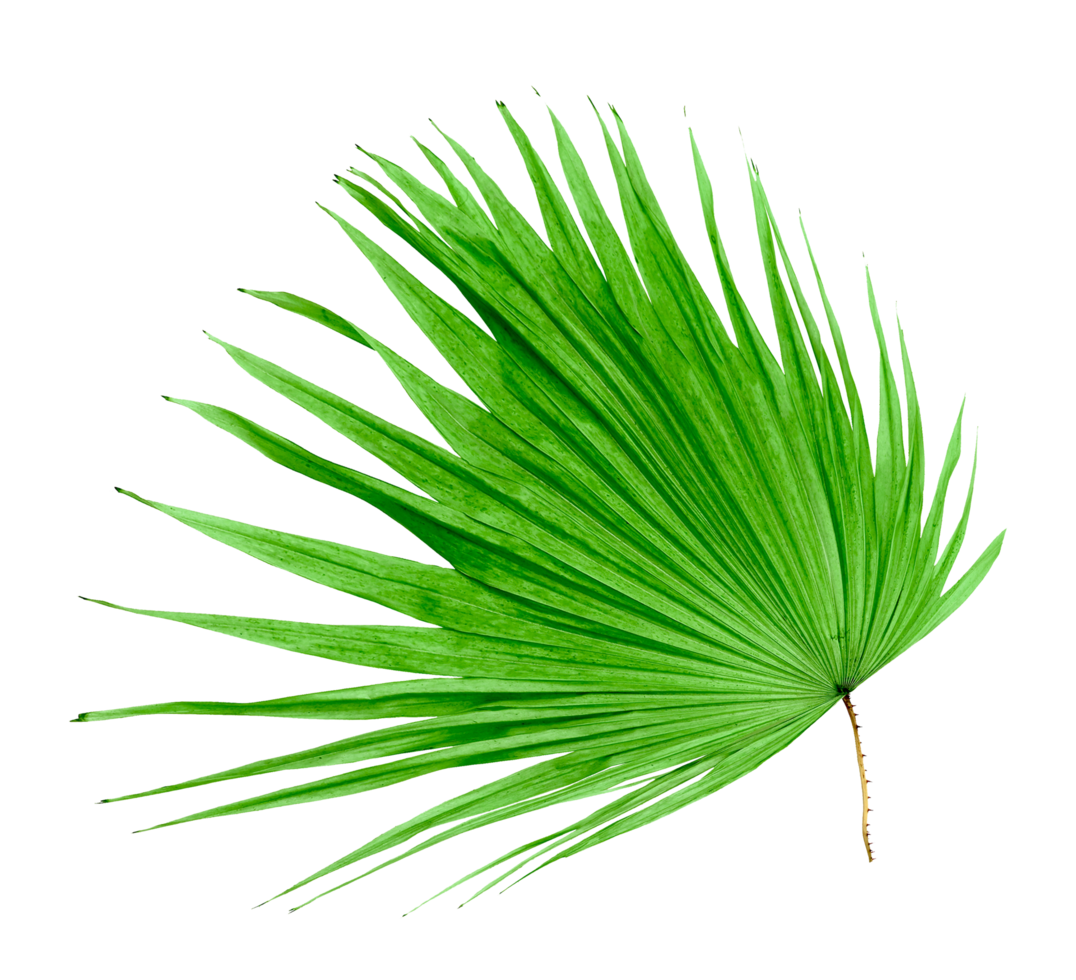 green leaf palm tree isolated on transparent background png file