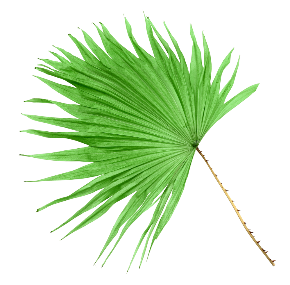 green leaf palm tree isolated on transparent background png file