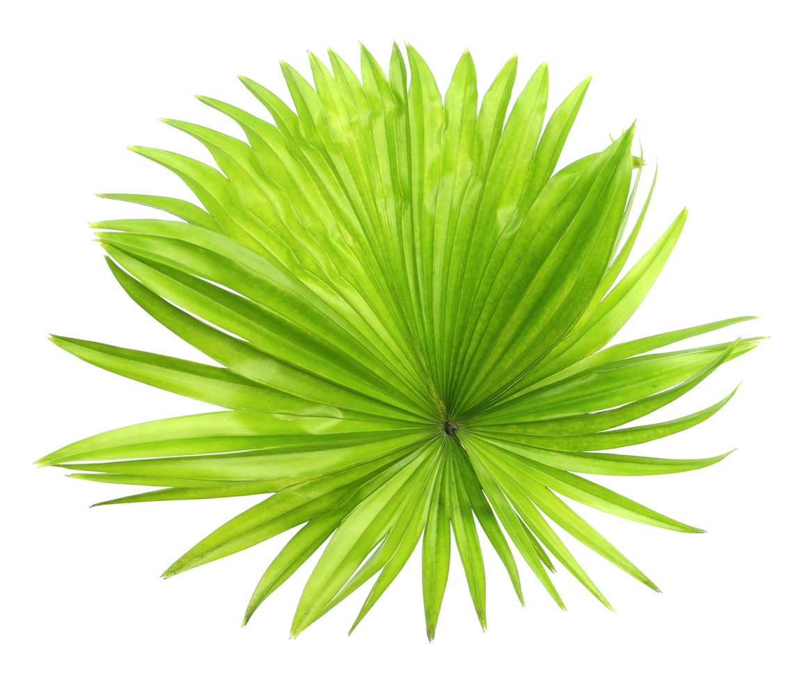 palmeira de folha verde isolada em arquivo png de fundo transparente