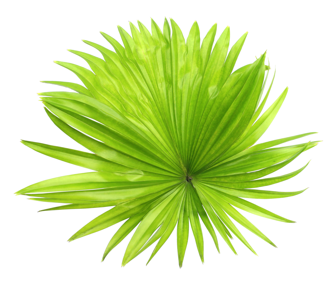 green leaf palm tree isolated on transparent background png file