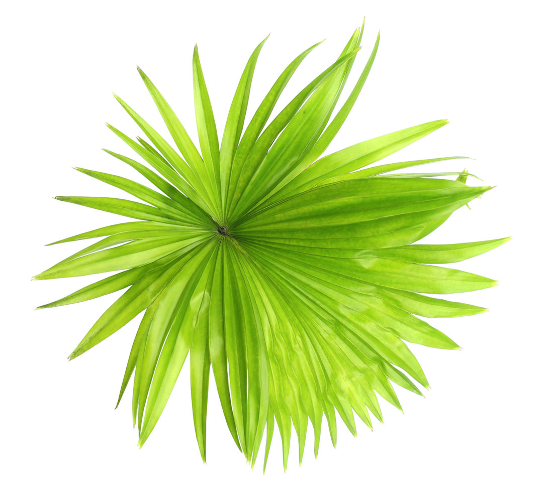 green leaf palm tree isolated on transparent background png file