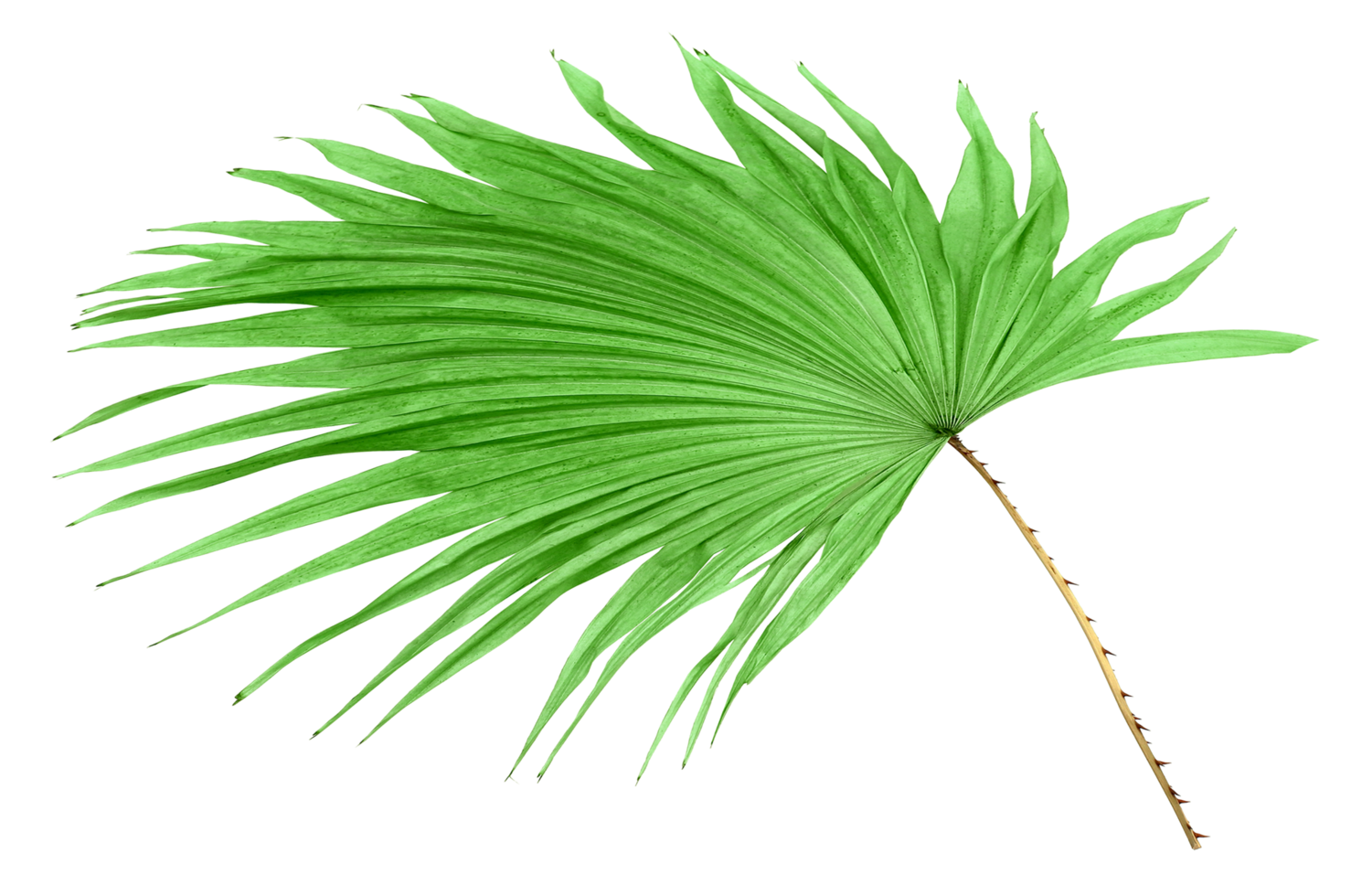 palmera de hoja verde aislada en archivo png de fondo transparente