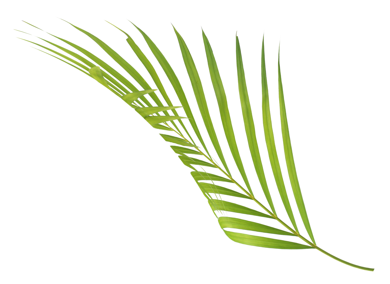 green leaf palm tree isolated on transparent background png file