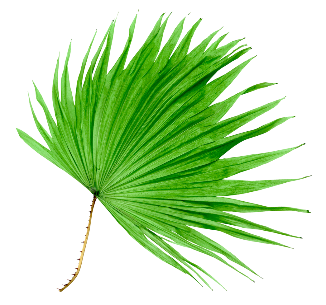 green leaf palm tree isolated on transparent background png file