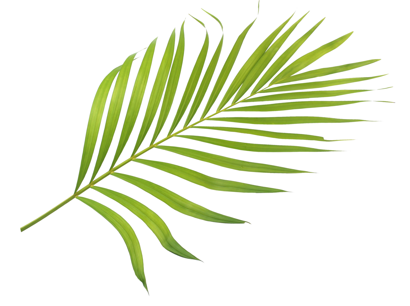 green leaf palm tree isolated on transparent background png file