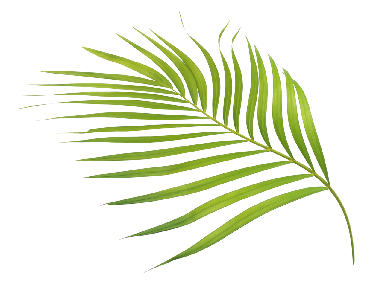 green leaf palm tree isolated on transparent background png file