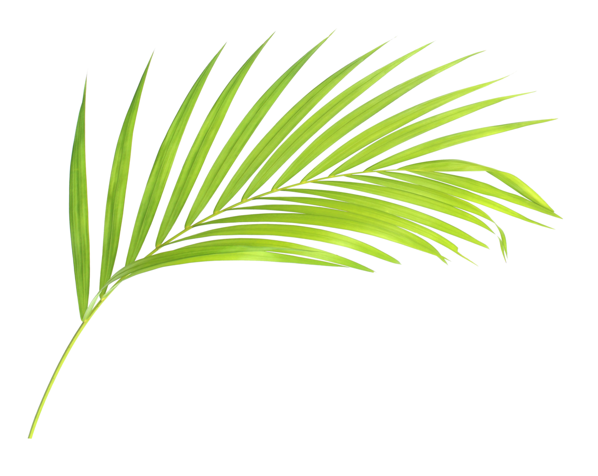 green leaf palm tree isolated on transparent background png file