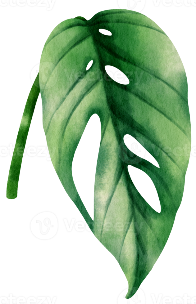 ilustração em aquarela de folha tropical epipremnum pinnatum png