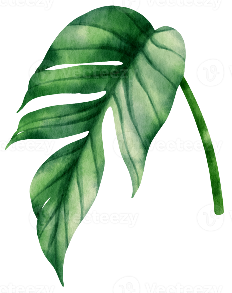 epipremnum pinnatum tropical leaf watercolor illustration png