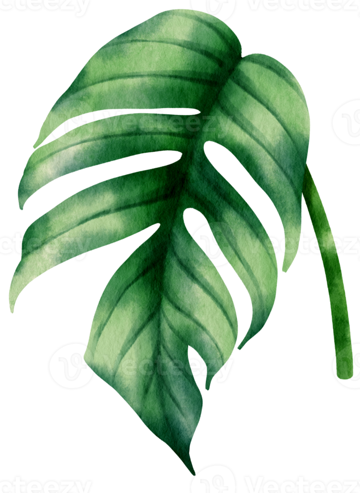 epipremnum pinnatum tropische blattaquarellillustration png