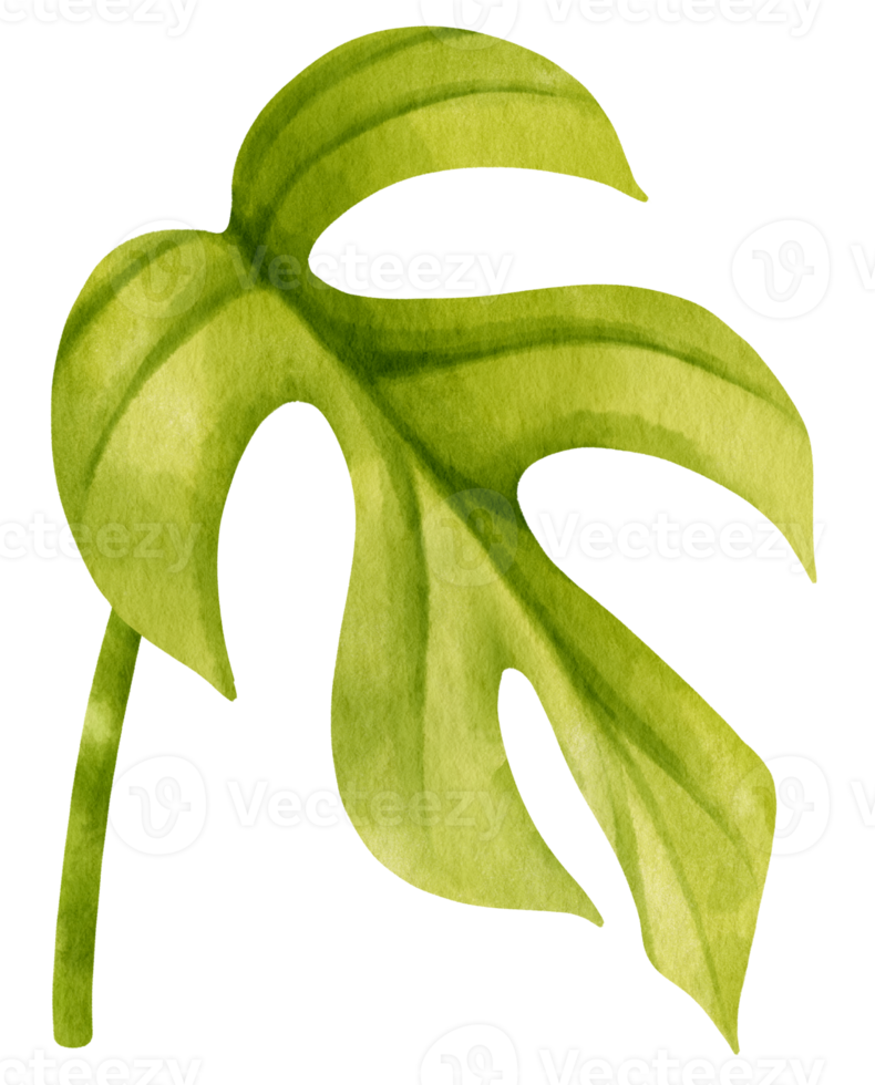 Ginny mini monstera leaf tropical watercolor illustration png
