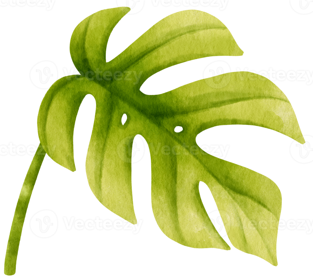 Ginny mini monstera leaf tropical watercolor illustration png