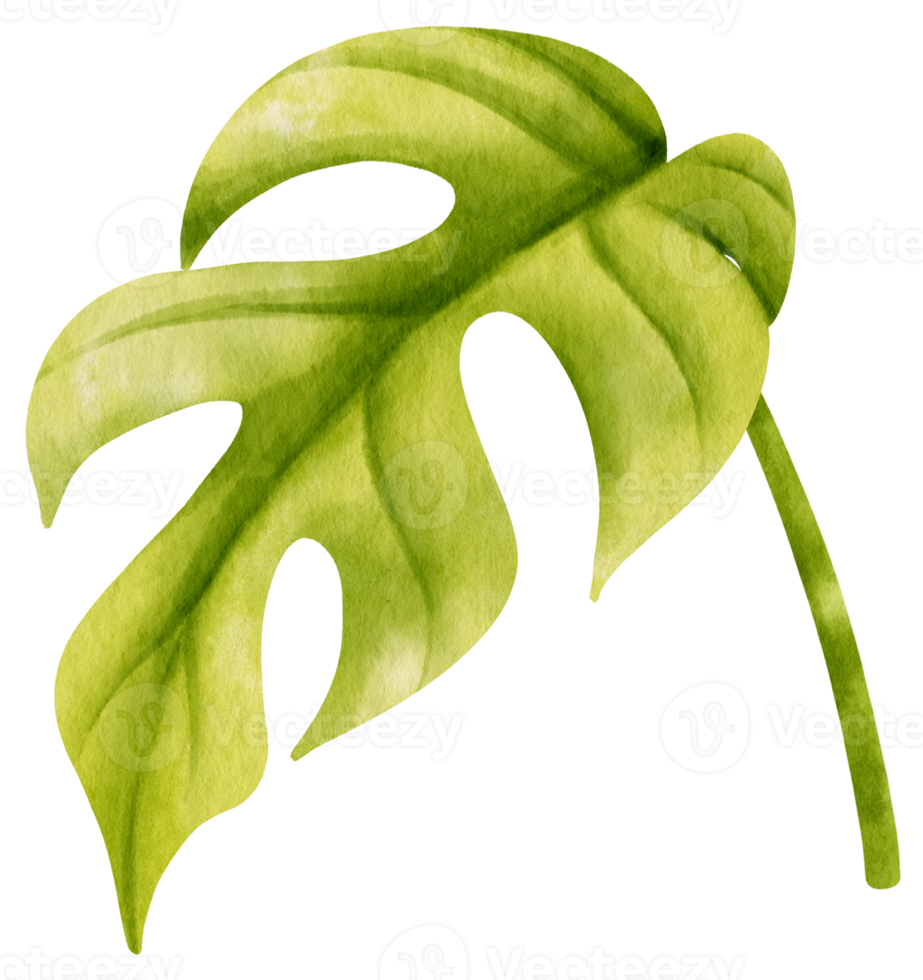 Ginny mini monstera leaf tropical watercolor illustration png