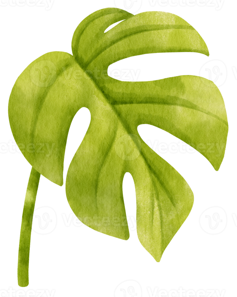 Ginny mini monstera leaf tropical watercolor illustration png