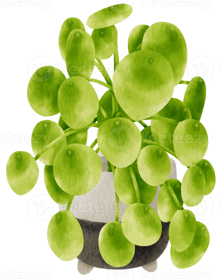 Peperomia plant tropical watercolor illustration png