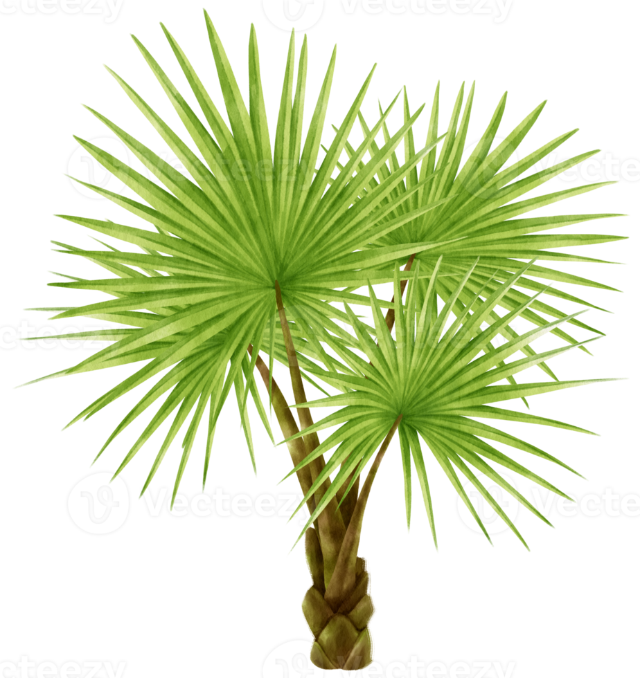 Palm tree tropical watercolor illustration png