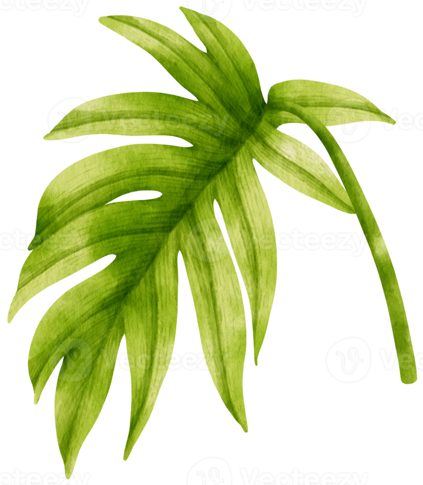Philodendron Mayoi tropisches Blattaquarell png